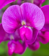 Hrachor vonný Painted Lady - Lathyrus odoratus - prodej semen - 12 ks