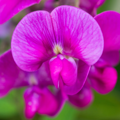 Hrachor vonný Painted Lady - Lathyrus odoratus - prodej semen - 12 ks