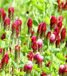 Jetel inkarnát - Trifolium incarnatum - semena - 120 ks