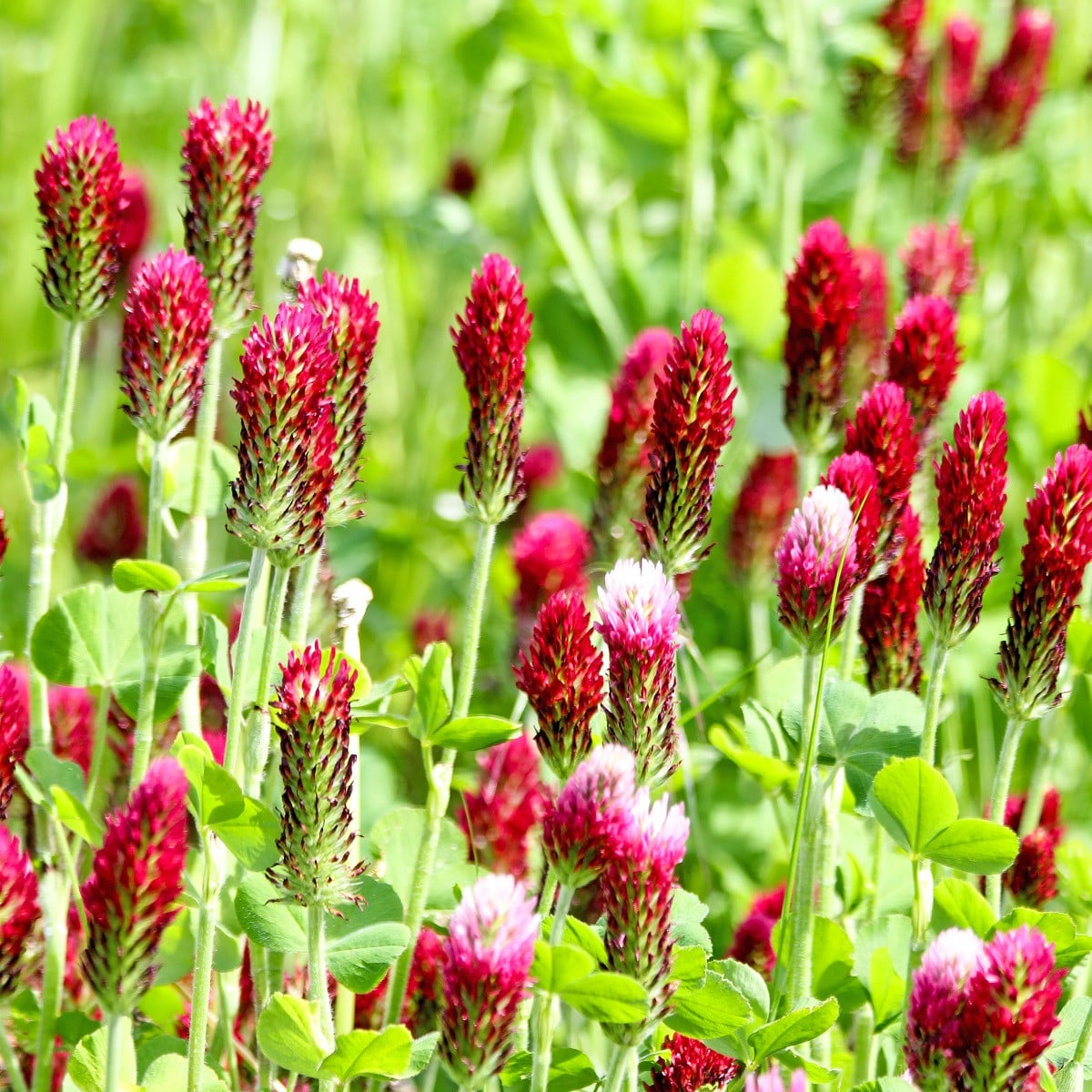 Jetel inkarnát - Trifolium incarnatum - prodej semen - 150 ks