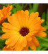 Měsíček lékařský Orange Daisy - Calendula officinalis - prodej semen - 60 ks