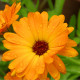 Měsíček lékařský Orange Daisy - Calendula officinalis - prodej semen - 60 ks