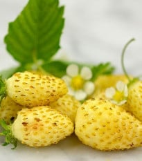Jahodník měsíční Yellow Wonder - Fragaria vesca - prodej semen - 200 ks
