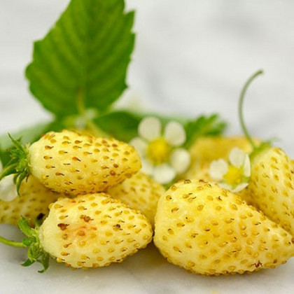 Jahodník měsíční Yellow Wonder - Fragaria vesca - prodej semen - 0,1 g