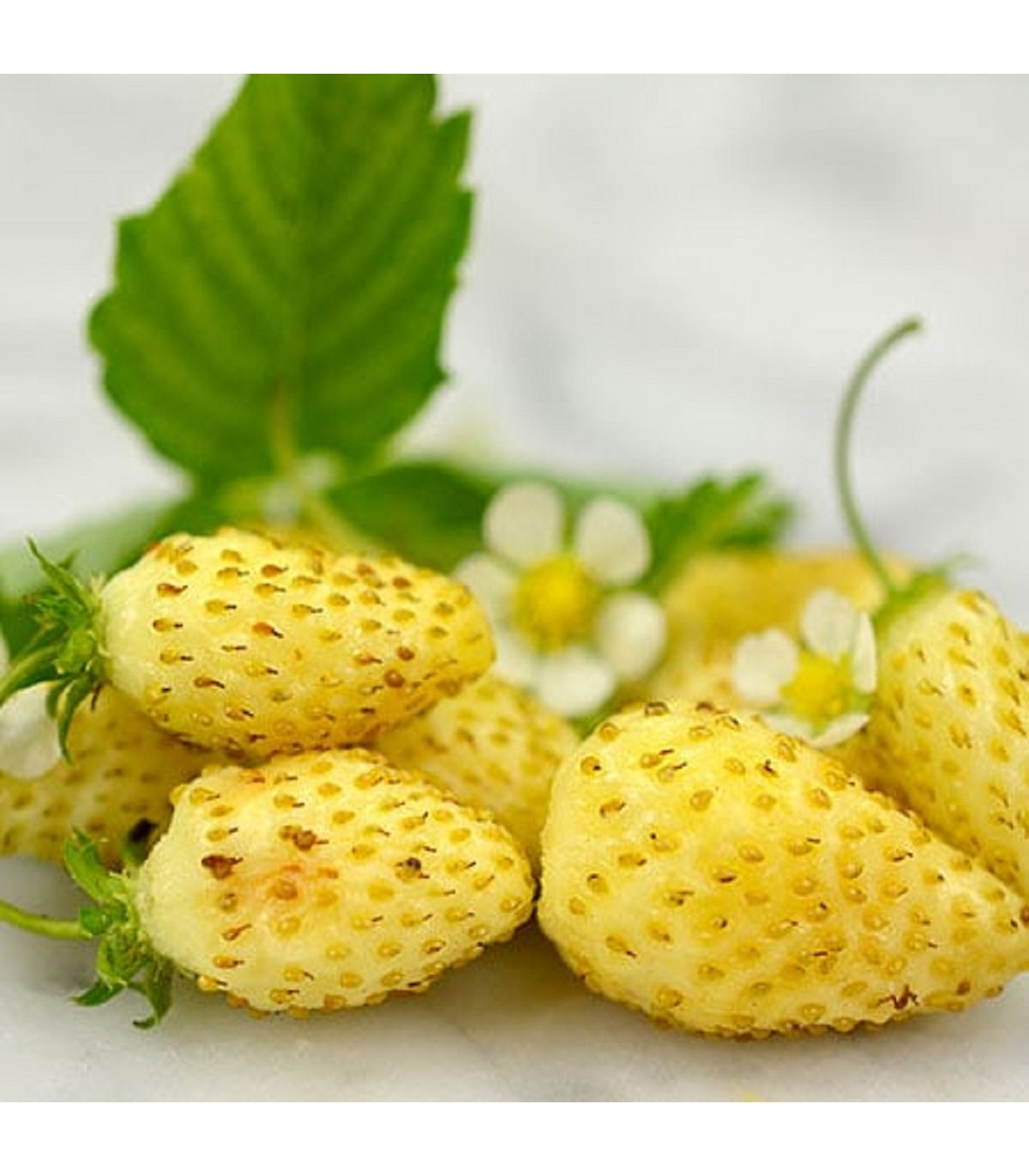 Jahodník měsíční Yellow Wonder - Fragaria vesca - prodej semen - 0,1 g