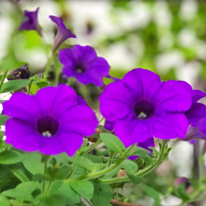 Minipetúnie Kabloom Blue F1- Calibrachoa hybrida - prodej semen - 7 ks