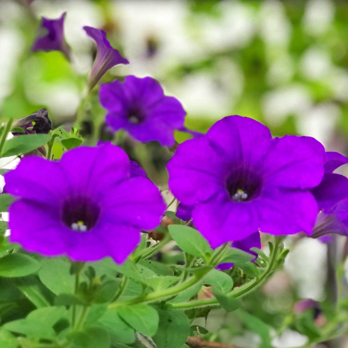 Minipetúnie Kabloom Blue F1- Calibrachoa hybrida - prodej semen - 7 ks