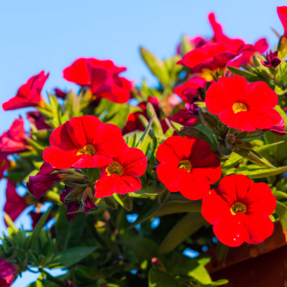 Minipetúnie Kabloom Coral F1- Calibrachoa hybrida - prodej semen - 7 ks