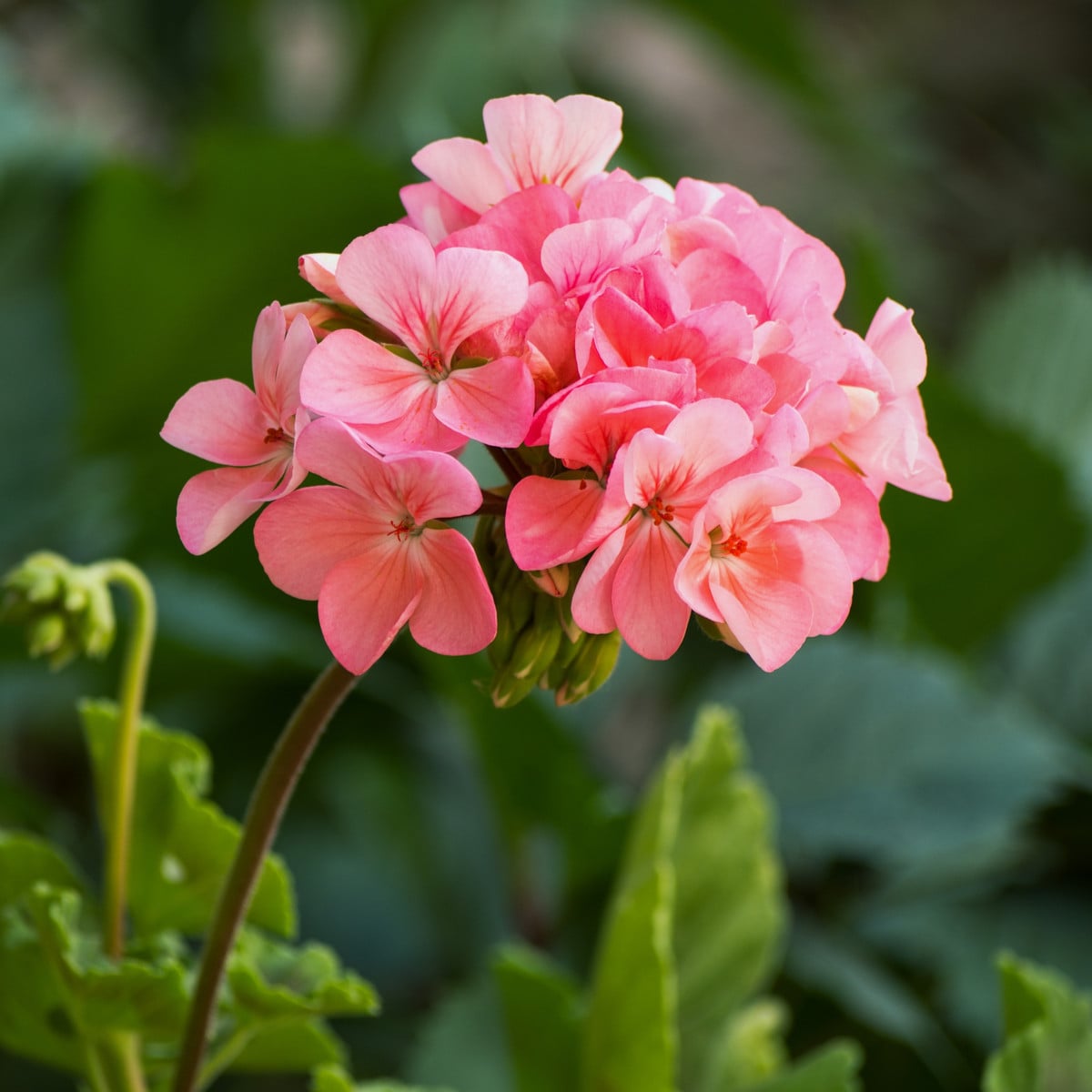 Muškát páskatý Jitka F1 - Pelargonium zonale - prodej semen - 6 ks