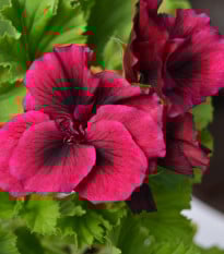 Muškát páskatý Black Velvet Violet F1 - Pelargonium zonale - prodej semen - 6 ks