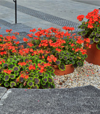Muškát páskatý Nekita Scarlet F1 - Pelargonium zonale - prodej semen - 4 ks