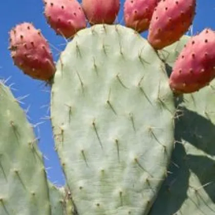 Opuncie - Indiánské fíky - Opuntia ficus-indica - prodej semen - 7 ks