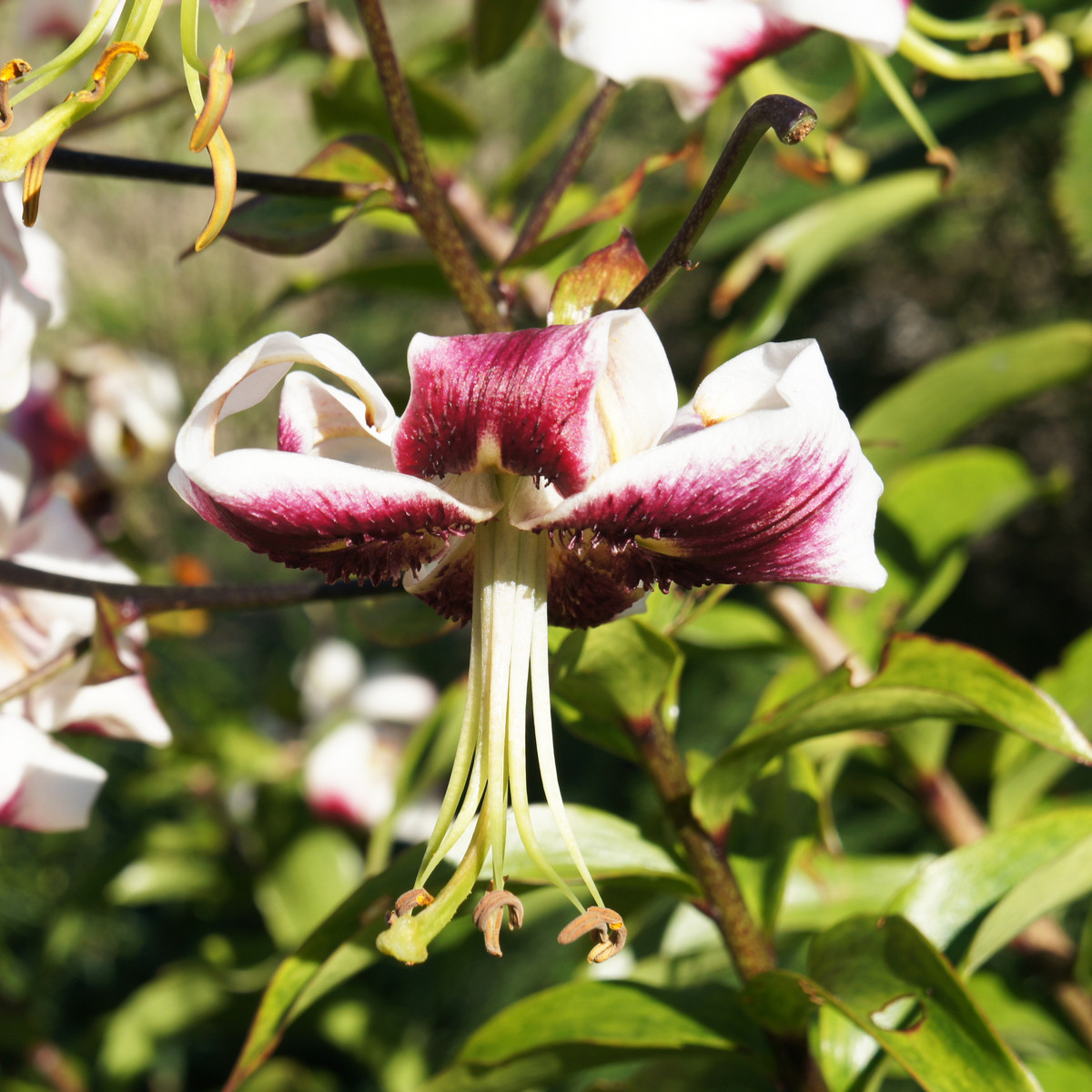 Lilie Leslie Woodriff - Lillium - prodej cibulovin - 1 ks