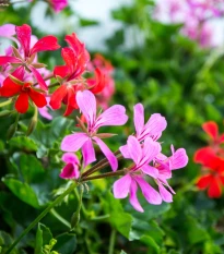 Muškát převislý Tornado směs barev - Pelargonium peltatum - prodej semen - 4 ks