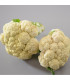 Květák Bora - Brassica oleracea - prodej semen - 140 ks