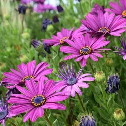 Paprskovka Asti Mix F1 - Kapská kopretina - Osteospermum ecklonis - prodej semen - 6 ks