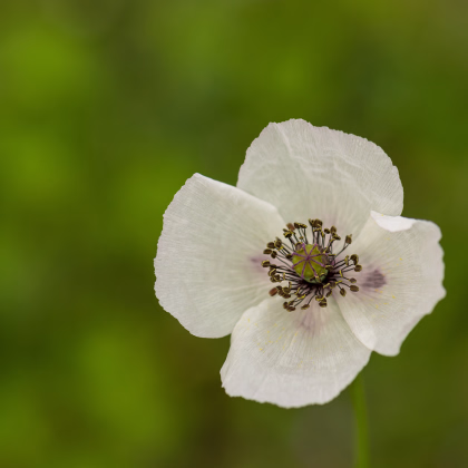 Mák bělokvětý - Papaver maculosum - prodej semen - 100 ks