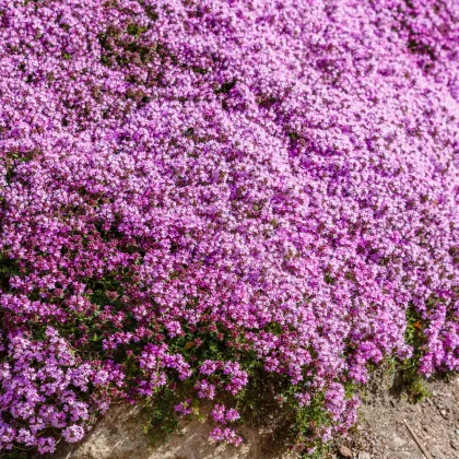 Mateřídouška úzkolistá Magic Carpet - Thymus serpyllum - prodej semen - 0,03 g