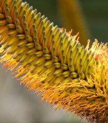 Aloe castanea - Aloe - semena - 6 ks