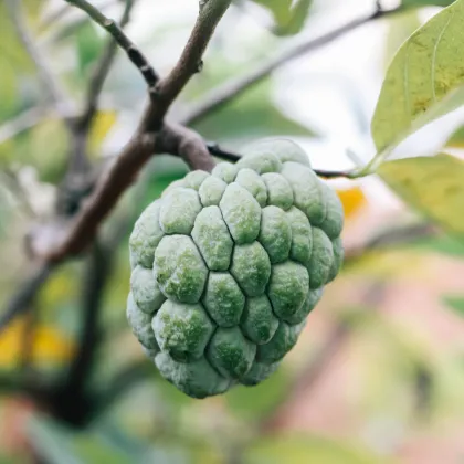 Anona jedlá - Annona edulis - semena - 4 Ks