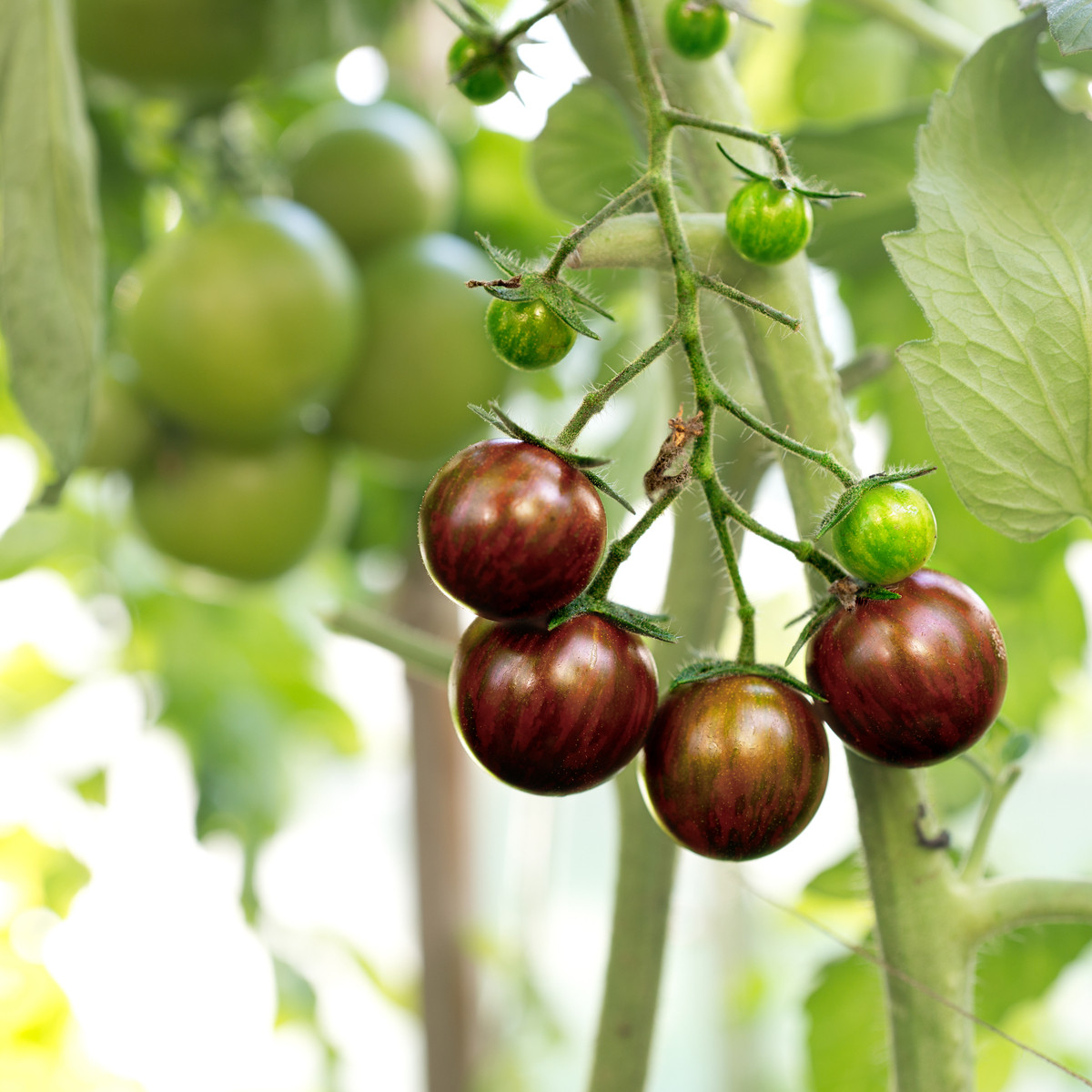 Rajče Black Zebra - Solanum lycopersicum - prodej semen - 7 ks