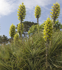 Puja Chilensis - Puya - prodej semen - 20 ks