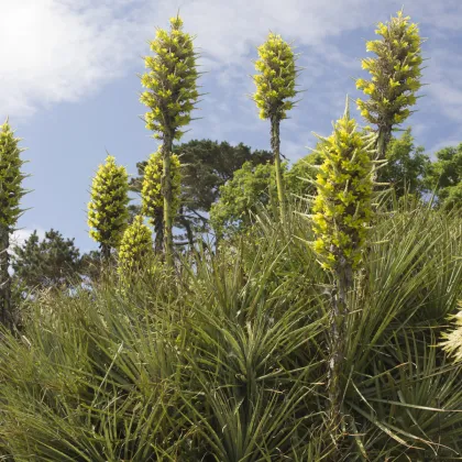 Puja Chilensis - Puya - prodej semen - 20 ks