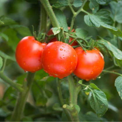 Rajče keříčkové Karkulka - Solanum lycopersicum - prodej semen - 20 ks