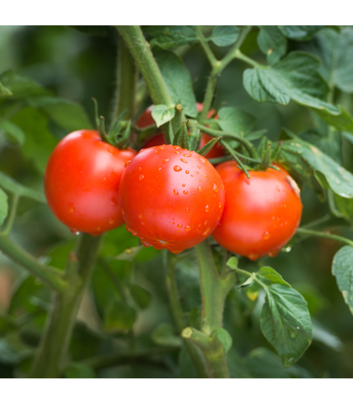 Rajče keříčkové Karkulka - Solanum lycopersicum - prodej semen - 20 ks