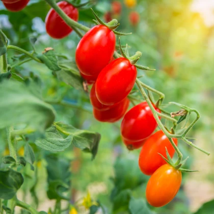 Rajče Roma - Solanum lycopersicum - prodej semen - 35 ks