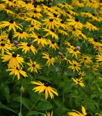 Třapatka okázalá Speciosa - Rudbeckia speciosa - prodej prostokořenných sazenic - 1 ks