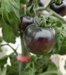 Rajče Black Opal - Solanum lycopersicum - prodej semen - 7 ks