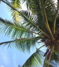 Beccariophoenix madagaskarská - Beccariophoenix madagascariensis - prodej semen - 2 ks