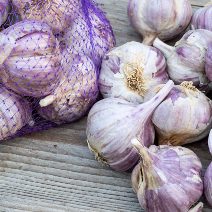 Sadbový česnek Topaz - Allium sativum - paličák - prodej cibulí česneku - 1 balení