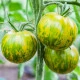 Rajče Zelená zebra - Solanum lycopersicum - prodej semen - 6 ks