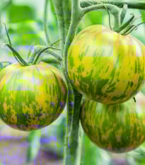 Rajče Zelená zebra - Solanum lycopersicum - prodej semen - 6 ks