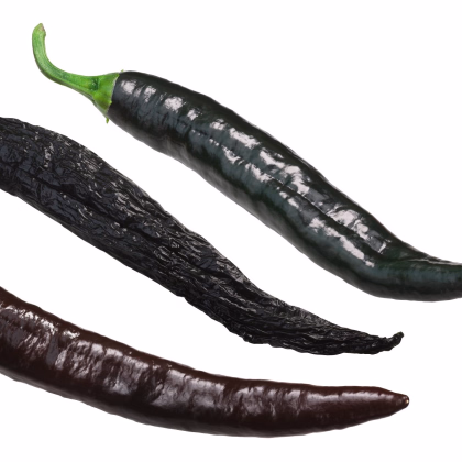 Chilli Pasilla Bajio - Capsicum annuum - prodej semen - 7 ks