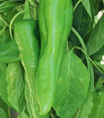 Chilli Velký Jim - Capsicum annuum - prodej semen - 7 ks