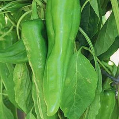 Chilli Velký Jim - Capsicum annuum - prodej semen - 7 ks