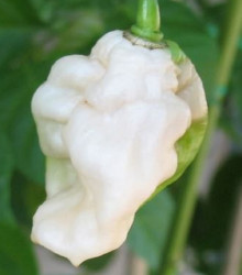 Bhut Jolokia bílé - Capsicum chinense - prodej semen - 5 ks