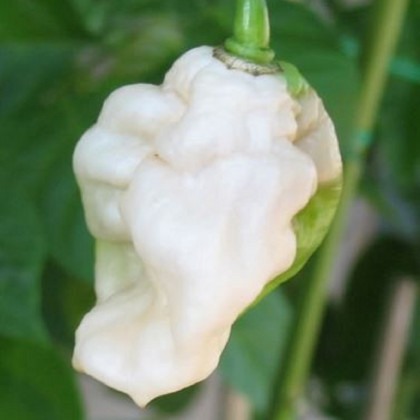Bhut Jolokia bílé - Capsicum chinense - prodej semen - 5 ks