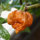 Chilli Scorpion Moruga Caramel - Capsicum chinense - prodej semen - 5 ks