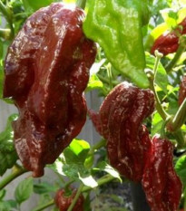 Chilli Black Naga - Capsicum chinense - prodej semen - 6 ks