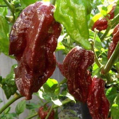 Chilli Black Naga - Capsicum chinense - prodej semen - 6 ks