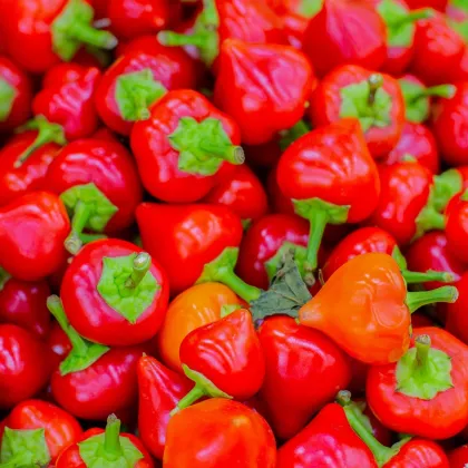 Chilli Pimento - Capsicum sinense - semena - 6 ks