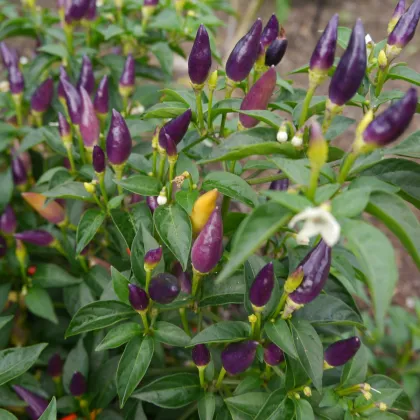 Chilli Nu Mex Twilight  - Capsicum sinense - semena - 6 ks