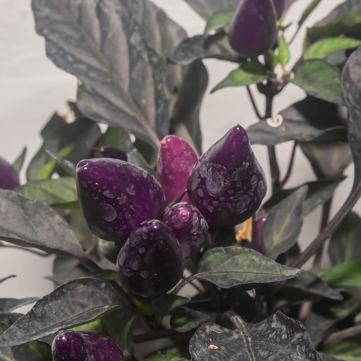 Chilli Purple Tiger - Casicum annuum - semena - 6 ks