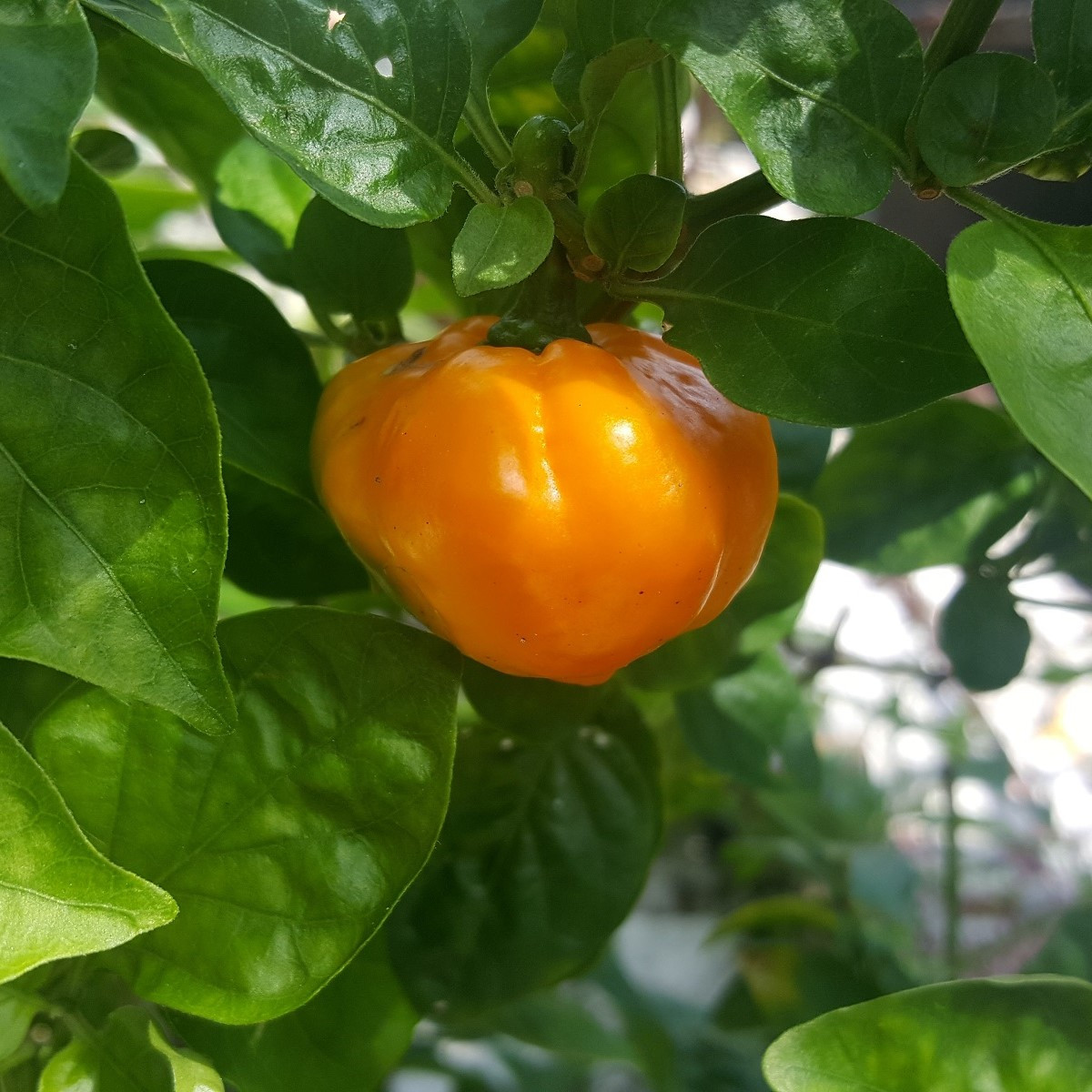 Chilli Scotch Bonnet oranžové - Capsicum chinense - prodej semen - 6 ks