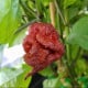 Chilli Carolina Reaper Chocolate - Capsicum chinense - prodej semen - 5 ks