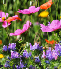 Letničky Japonská zahrada - směs - prodej semen - 0,9 g